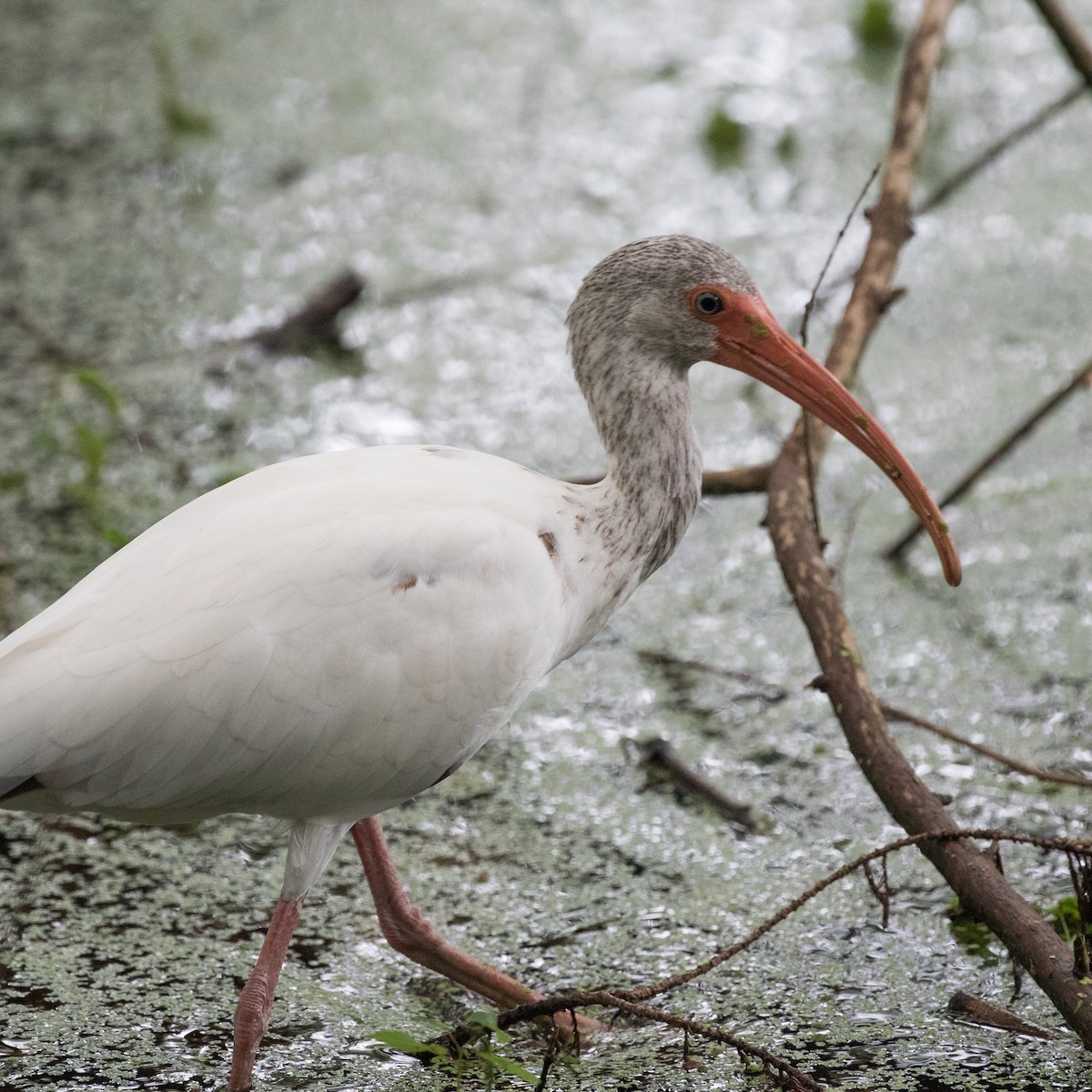 Ibis blanc - ML620519653