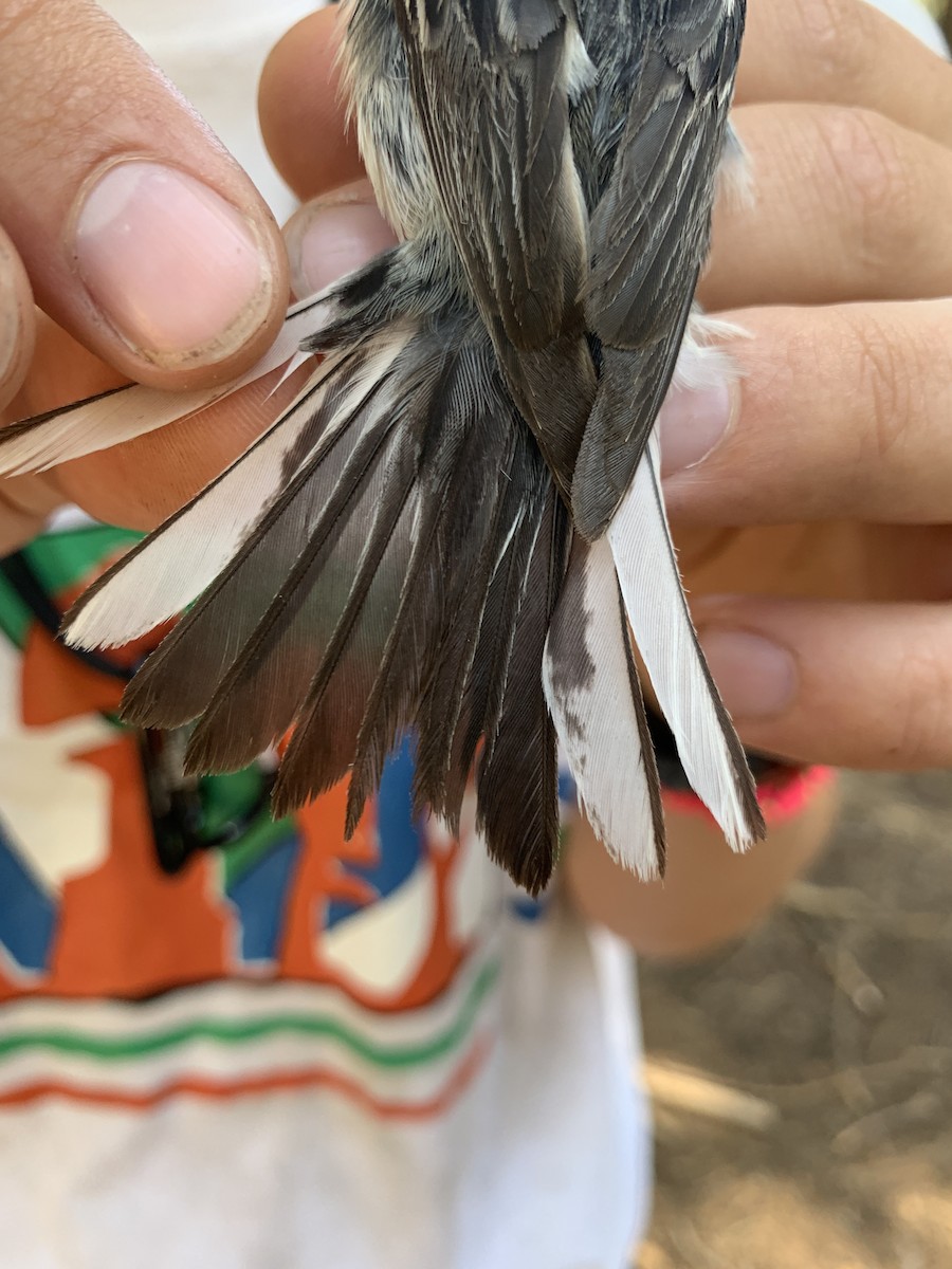 Hermit Warbler - Mietron Shahbodaghloo