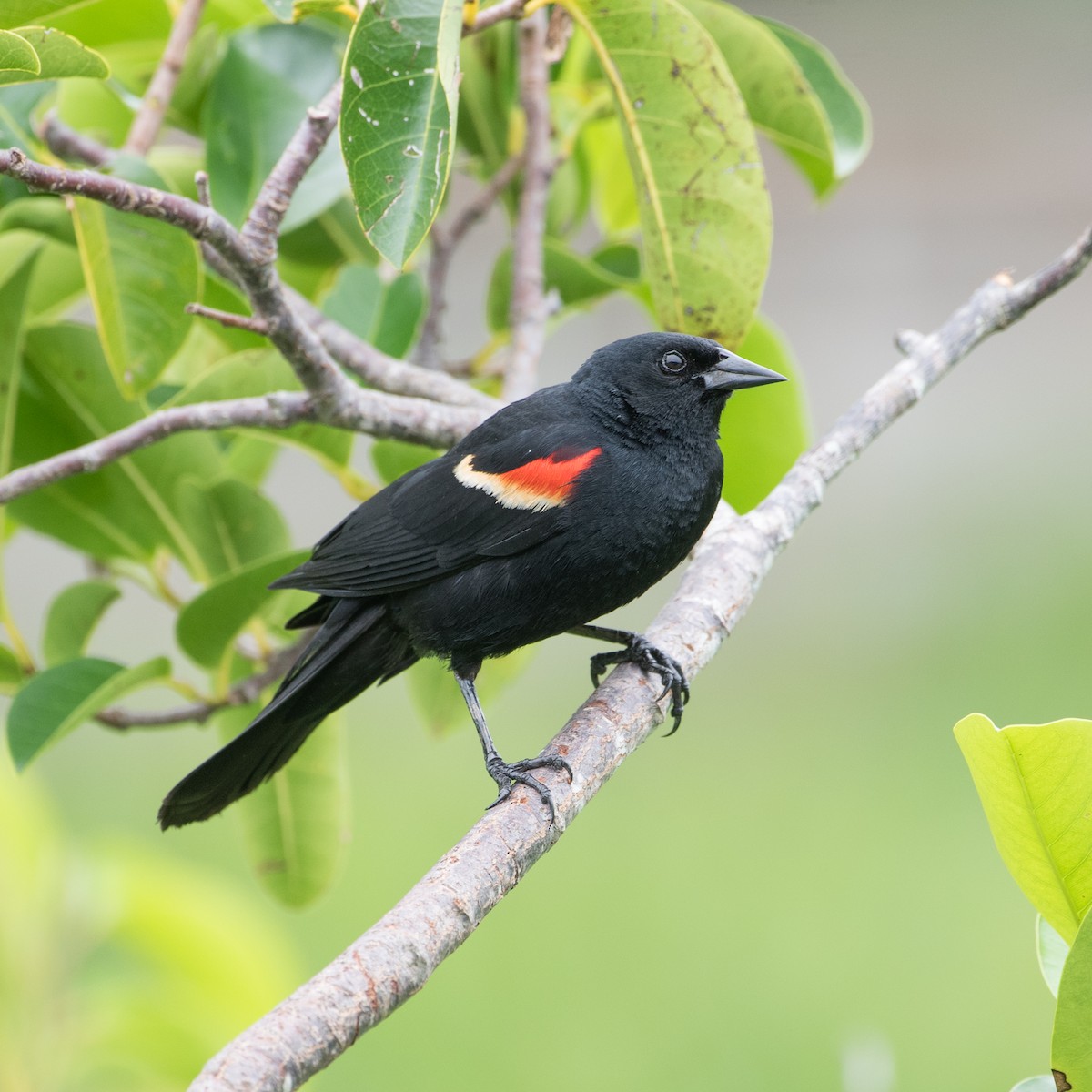 Red-winged Blackbird - ML620519660