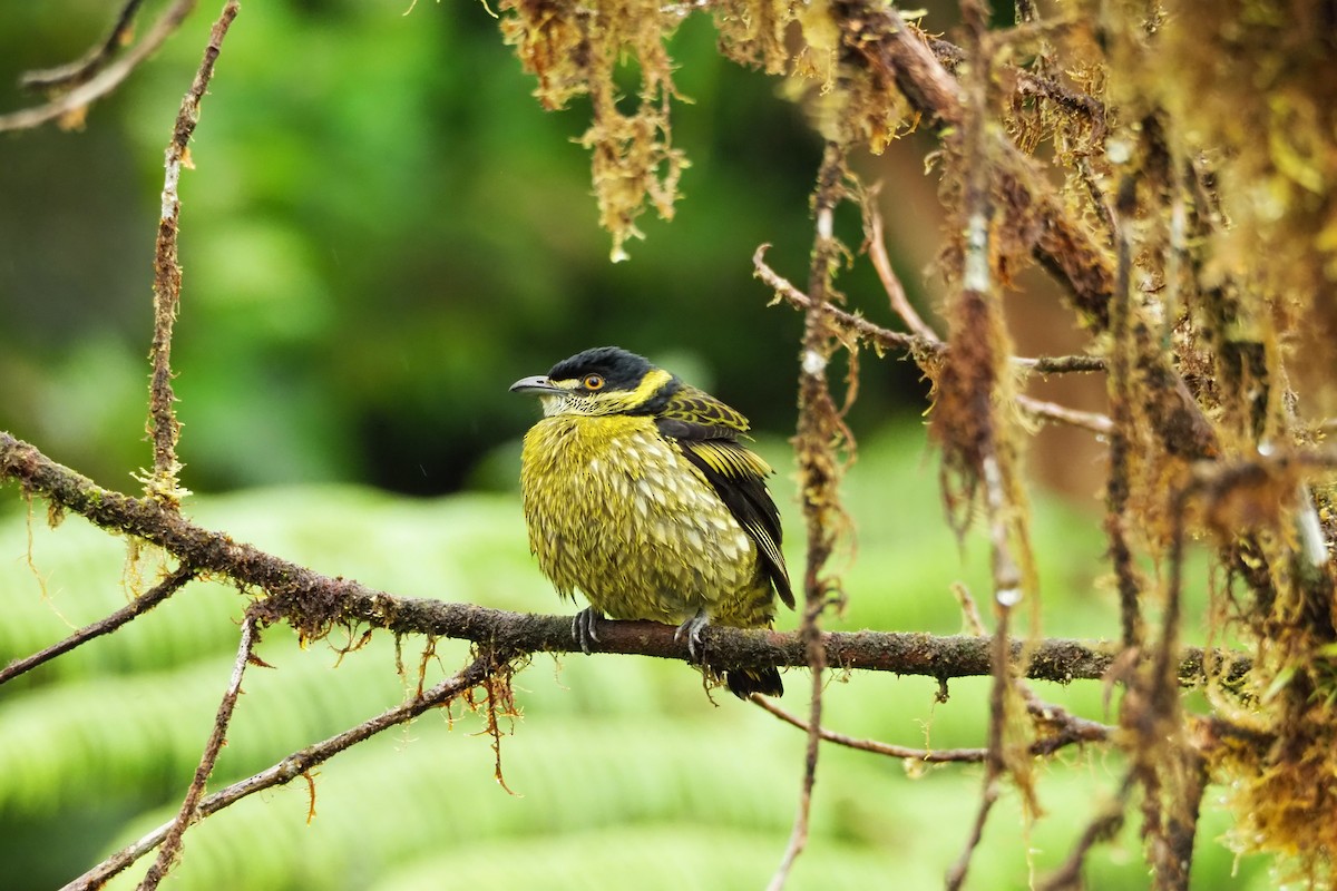 Cotinga écaillé - ML620519661