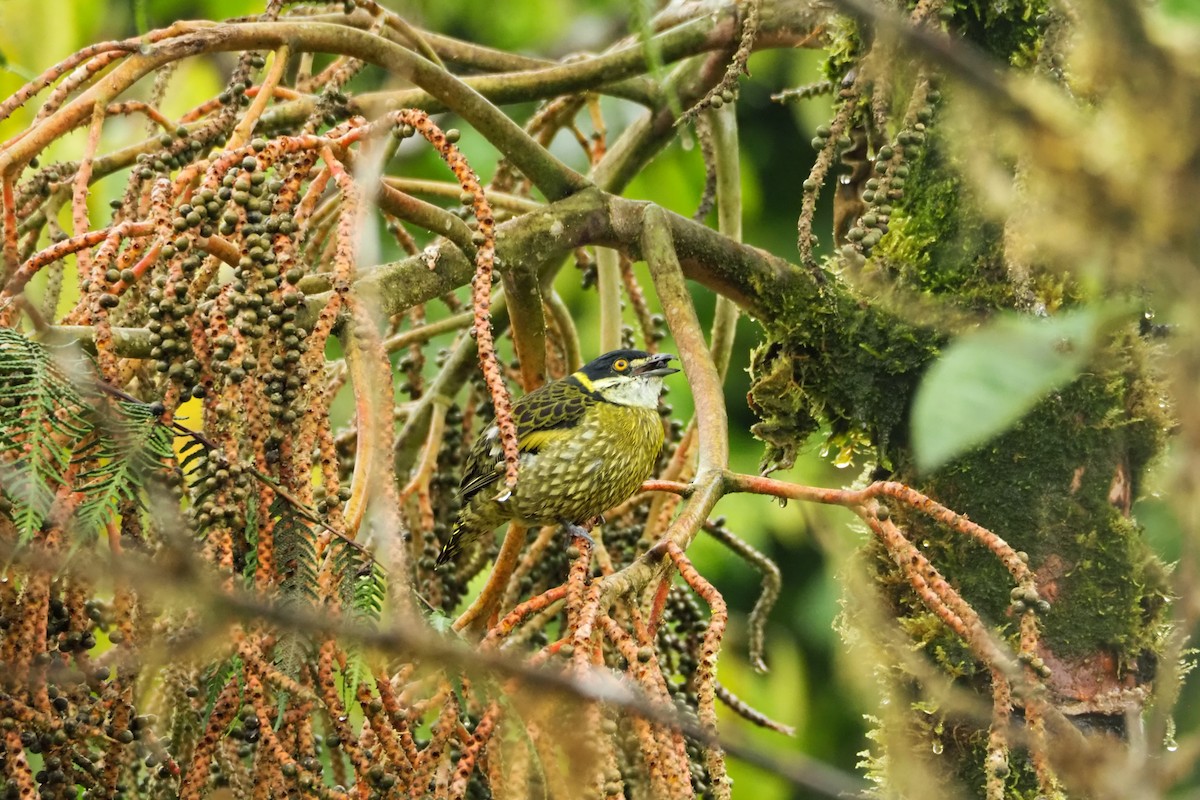 Cotinga écaillé - ML620519663