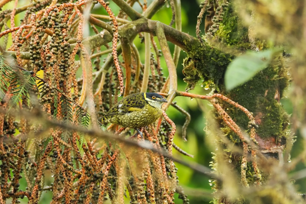 Cotinga écaillé - ML620519664