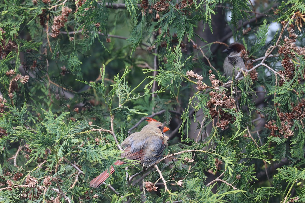 Northern Cardinal - ML620519668