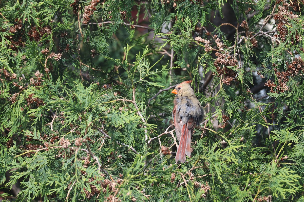 Northern Cardinal - ML620519670