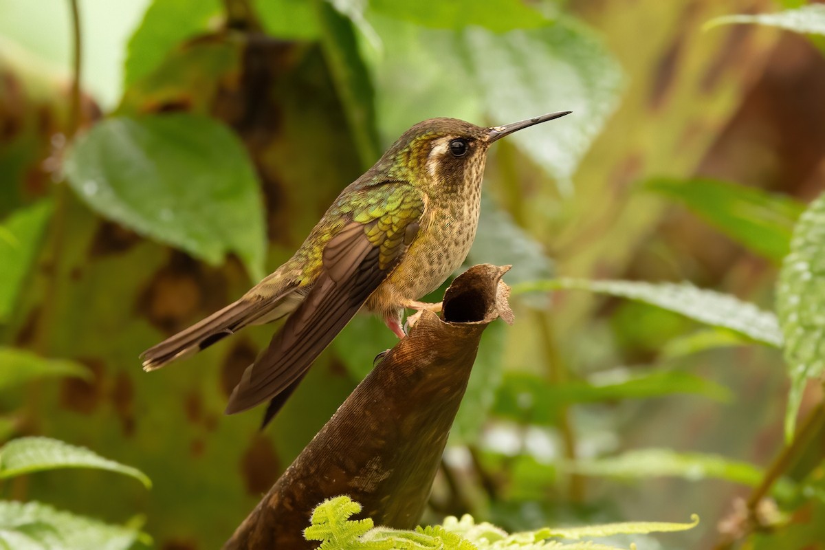 Colibrí Jaspeado - ML620519672