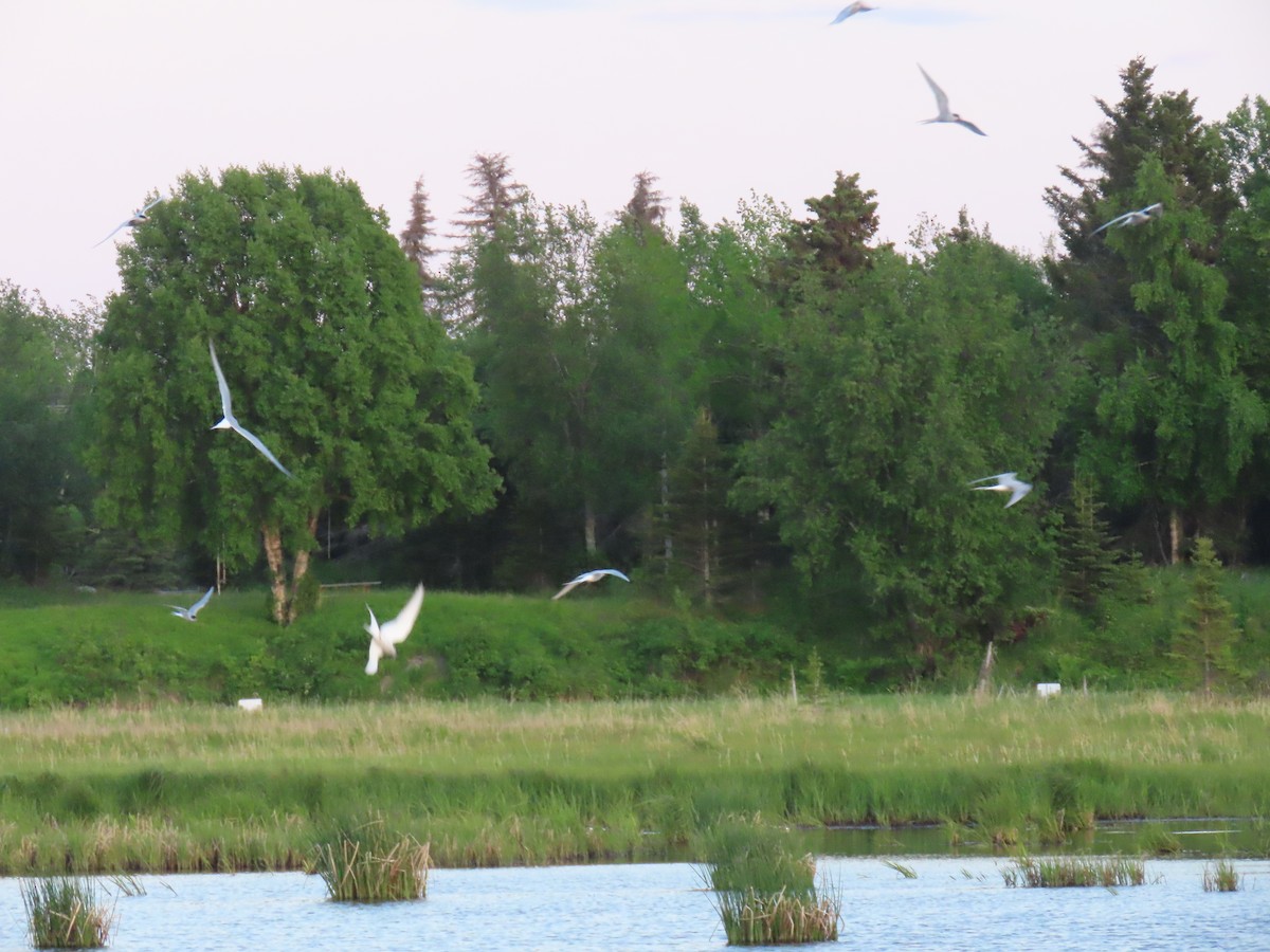 Arctic Tern - ML620519673