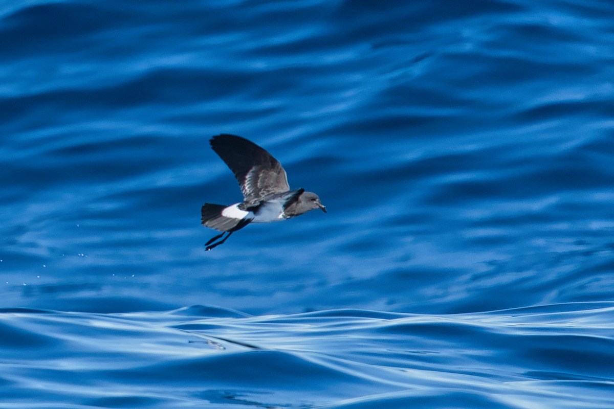 Black-bellied Storm-Petrel - ML620519674