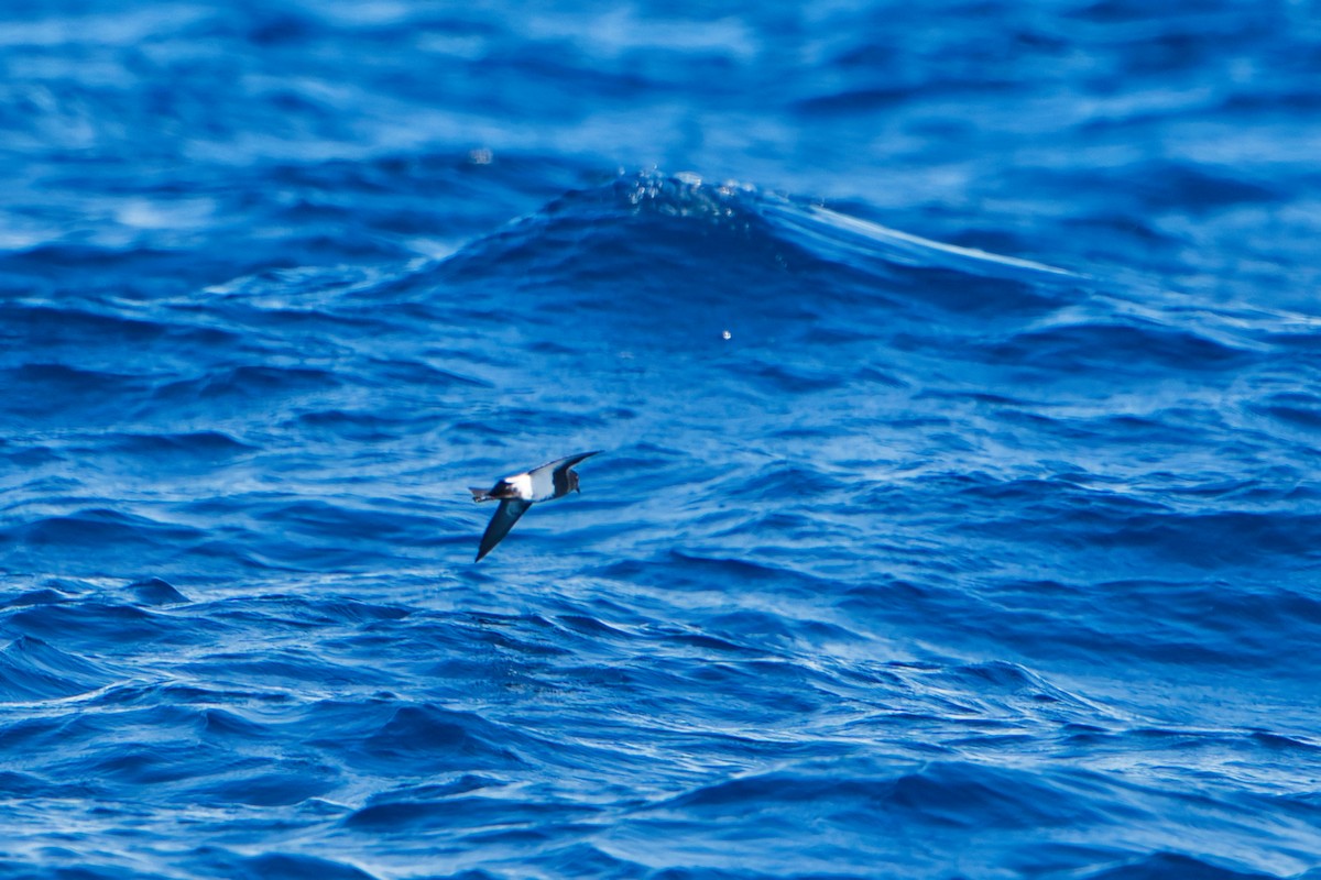 Black-bellied Storm-Petrel - ML620519676