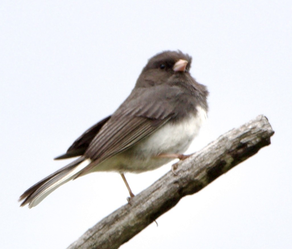 Junco Ojioscuro (hyemalis/carolinensis) - ML620519684