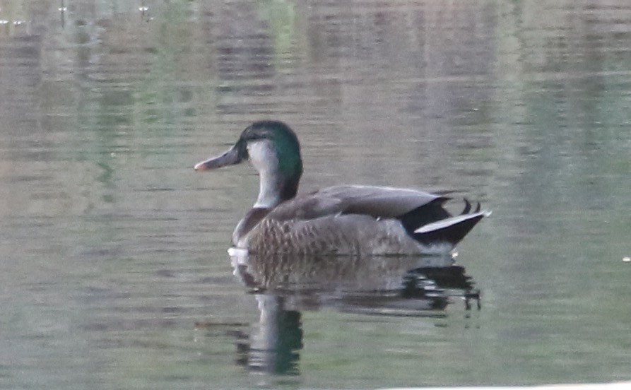 Anatidae sp. (dabbling duck sp.) - ML620519686