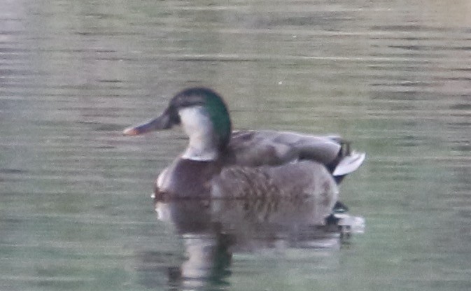 Gadwall x Mallard (hybrid) - ML620519687