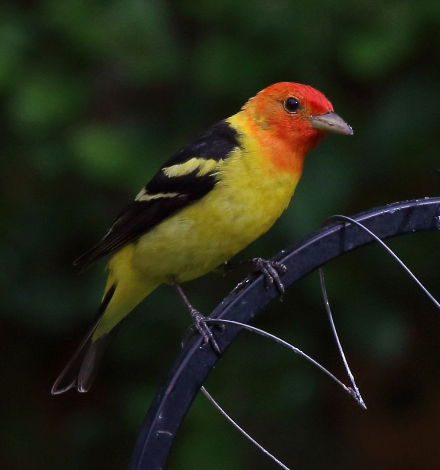 Western Tanager - ML620519690