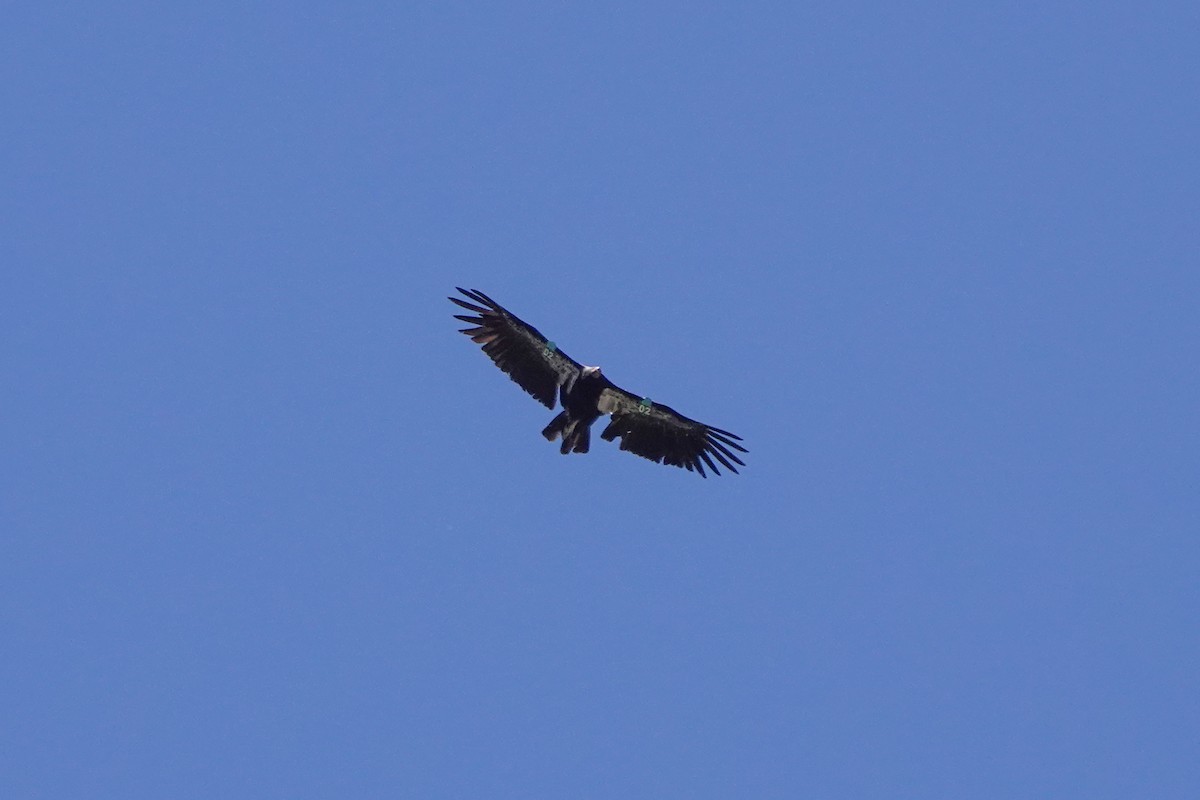 California Condor - Benjamin Gallardo