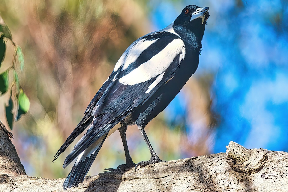 Australian Magpie (Black-backed x White-backed) - ML620519692