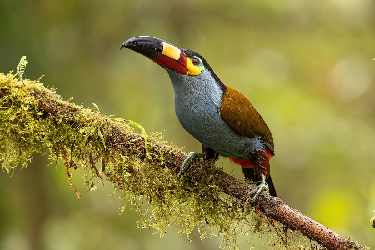 Toucan montagnard - ML620519694