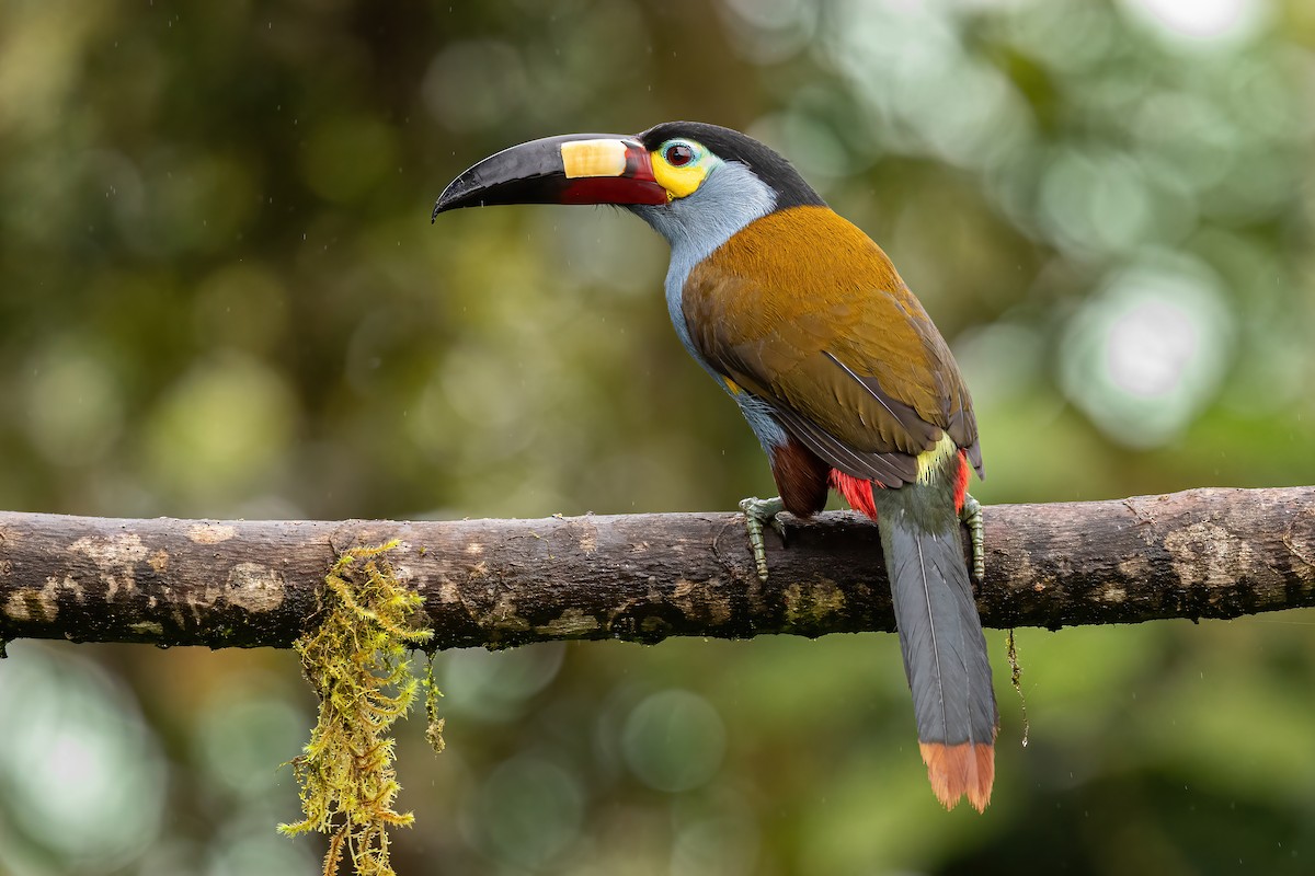 Toucan montagnard - ML620519696