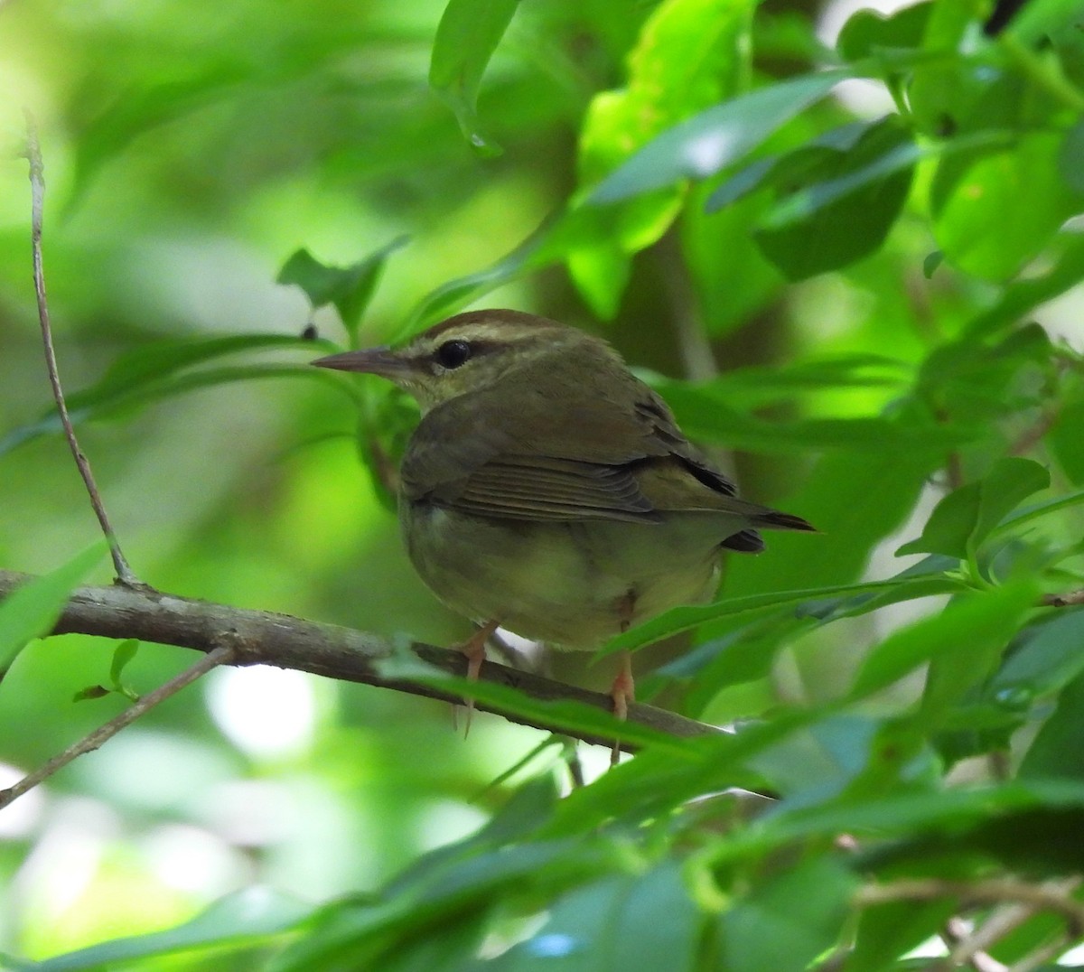 Swainson's Warbler - ML620519698