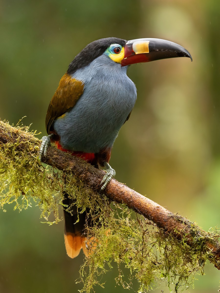 Toucan montagnard - ML620519699