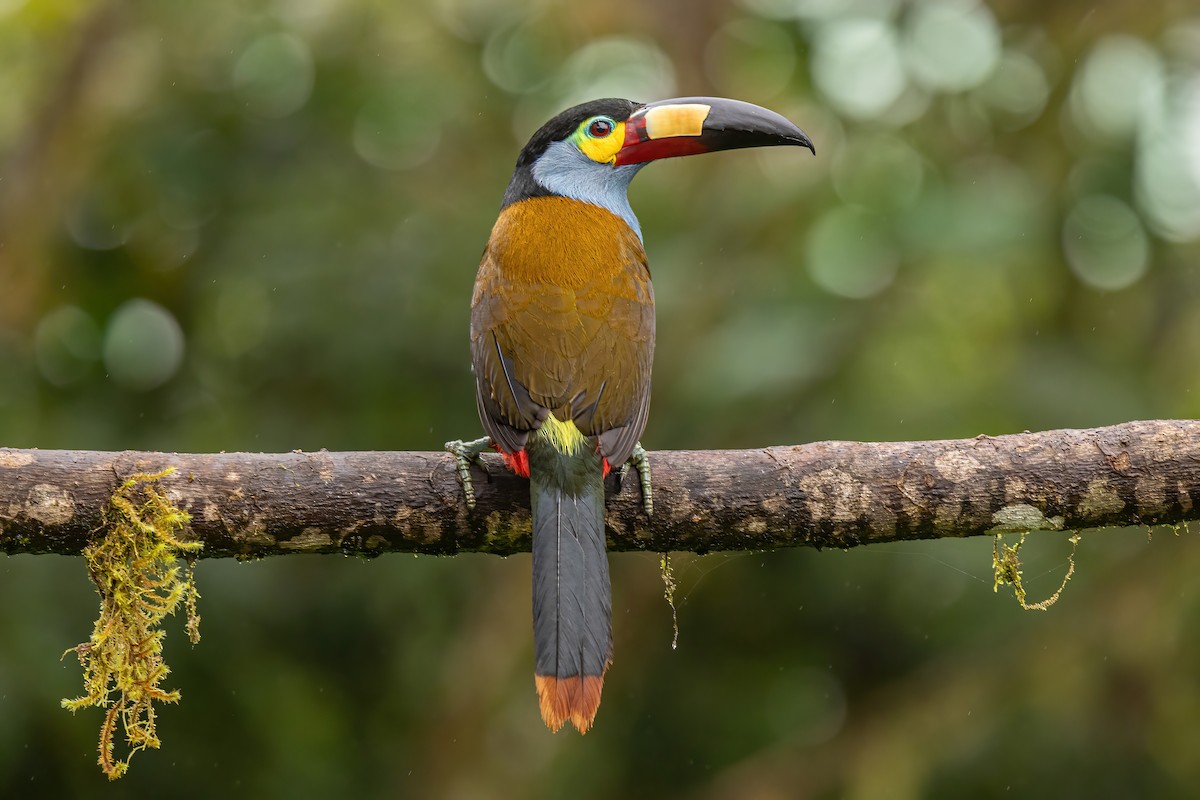 Toucan montagnard - ML620519702