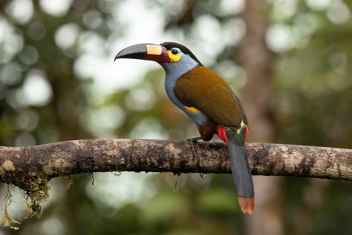 Toucan montagnard - ML620519703