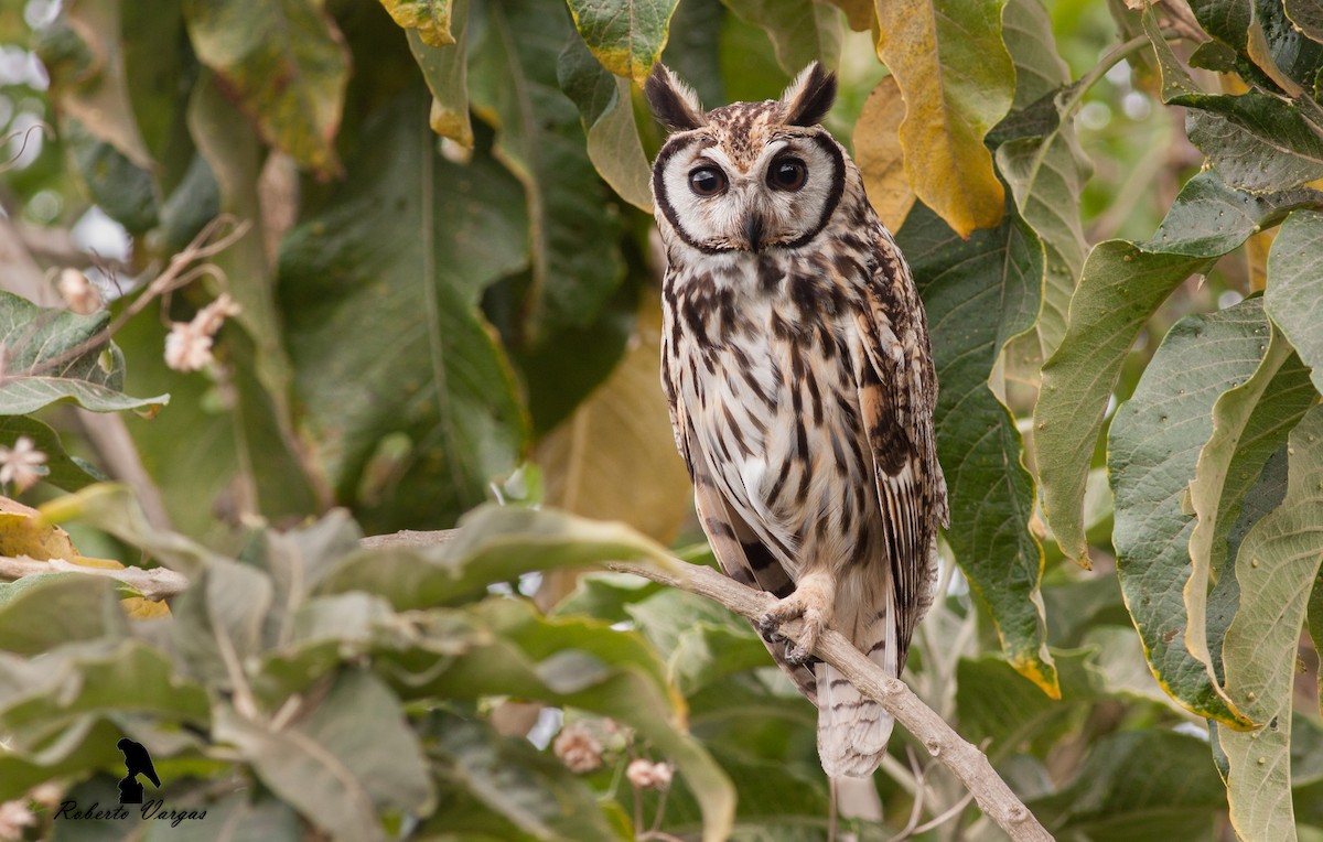 Hibou strié - ML620519706