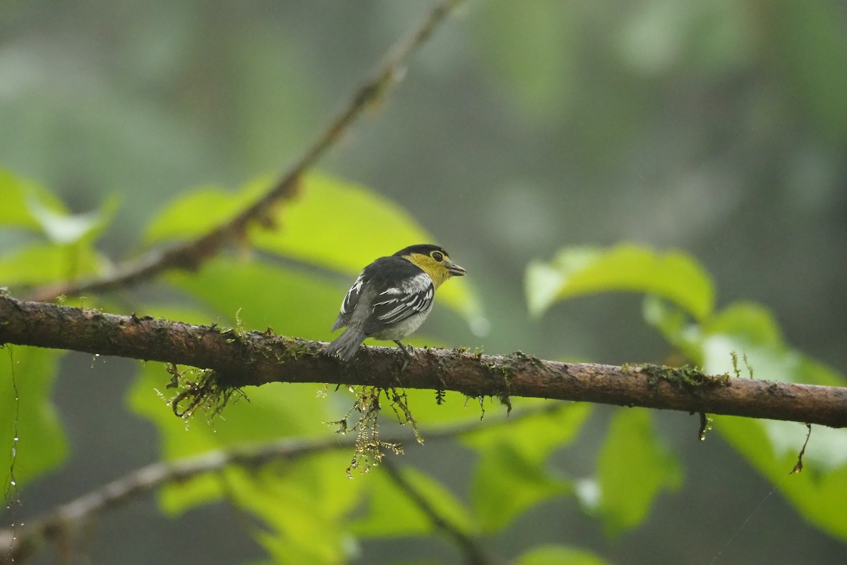 Barred Becard - ML620519710