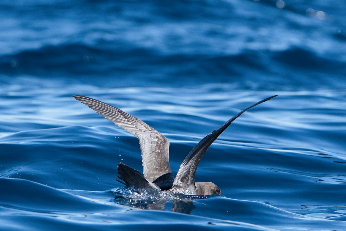 Providence Petrel - ML620519712