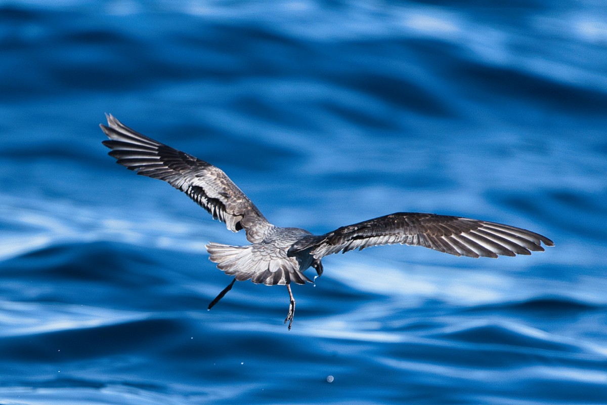 Petrel de Solander - ML620519716