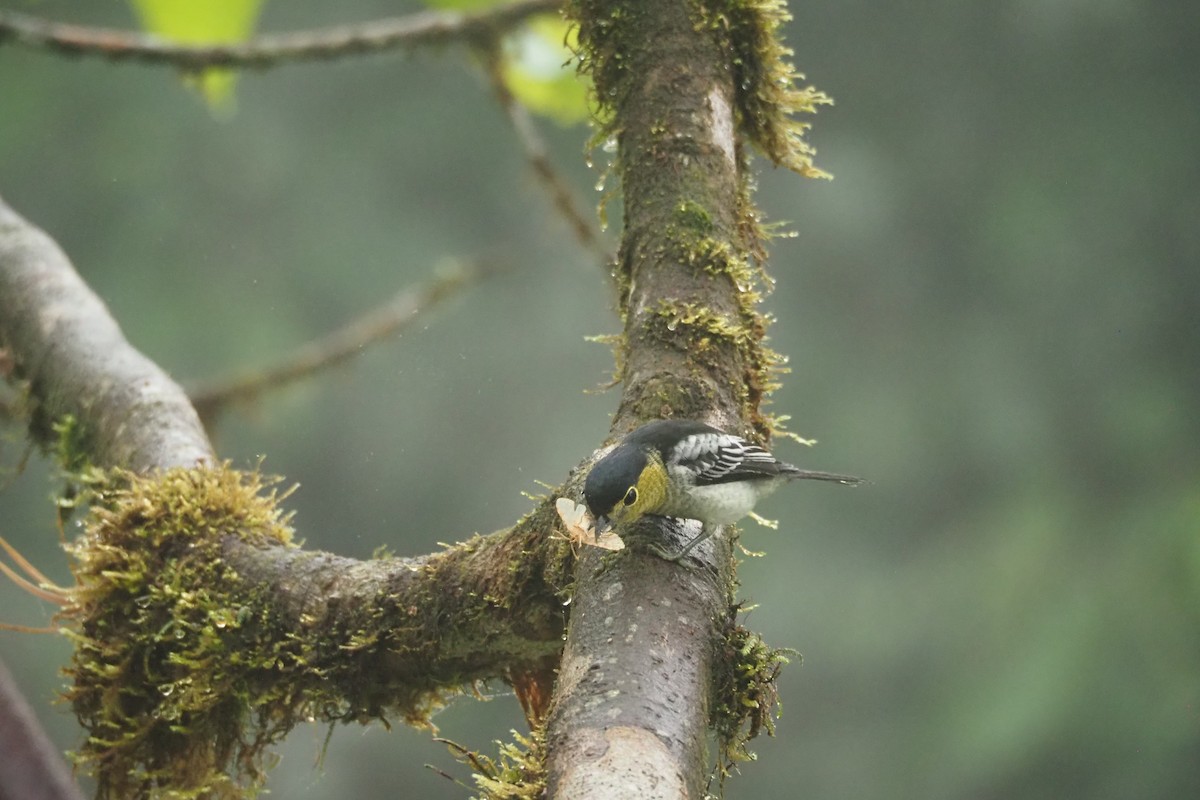 Barred Becard - ML620519718