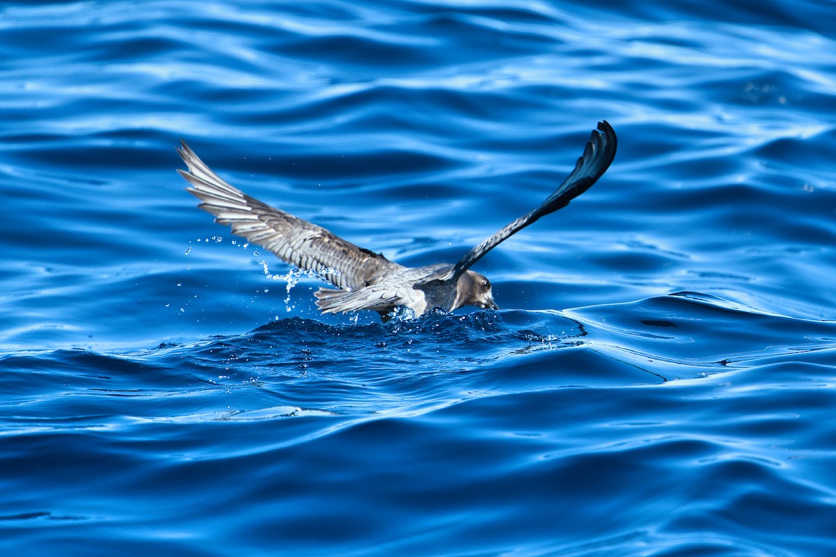 Petrel de Solander - ML620519719