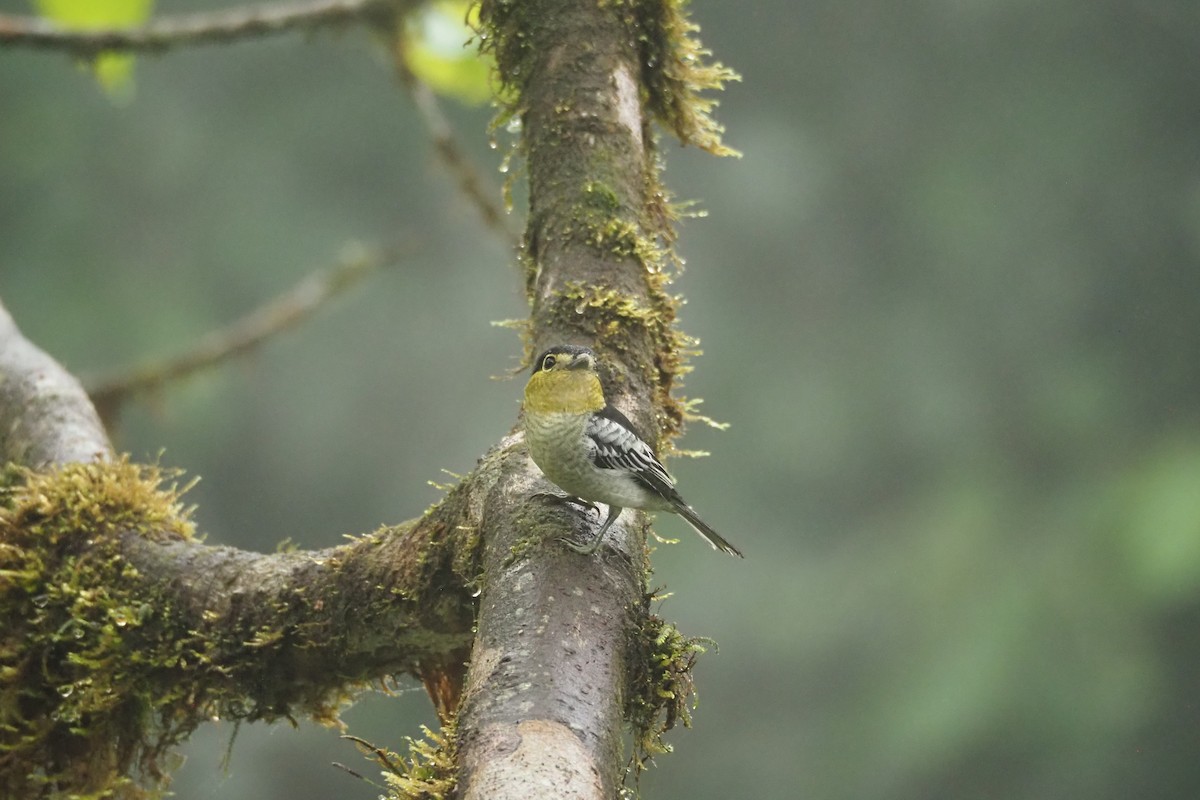 Barred Becard - Jorge Humbser