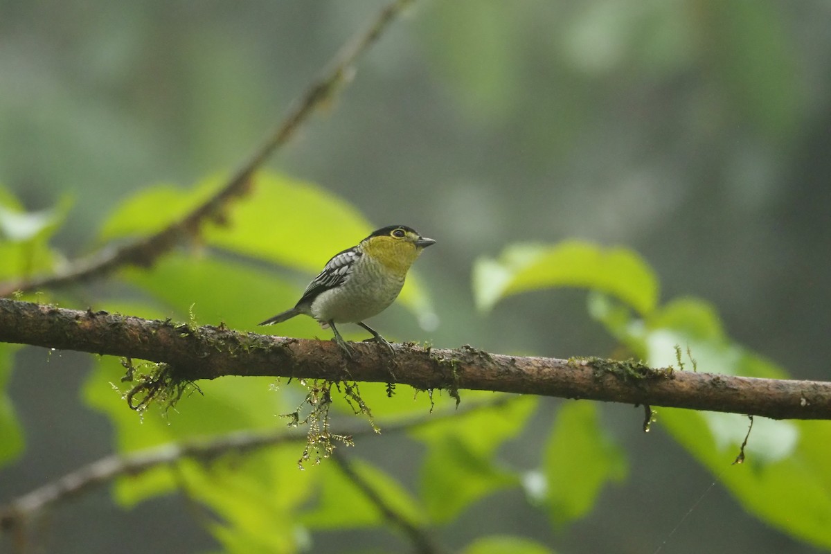 Barred Becard - Jorge Humbser