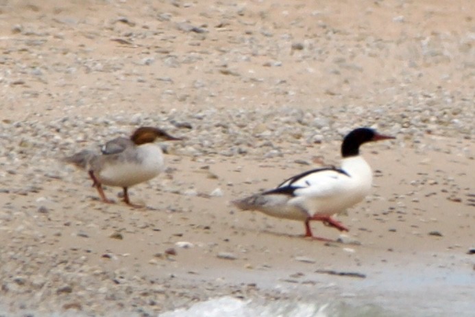 Common Merganser - Jessica D