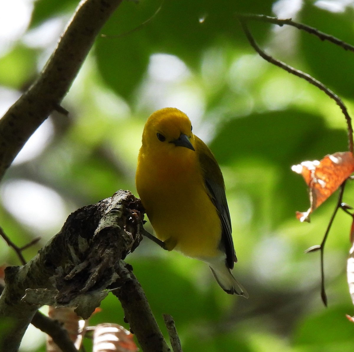 Prothonotary Warbler - ML620519742
