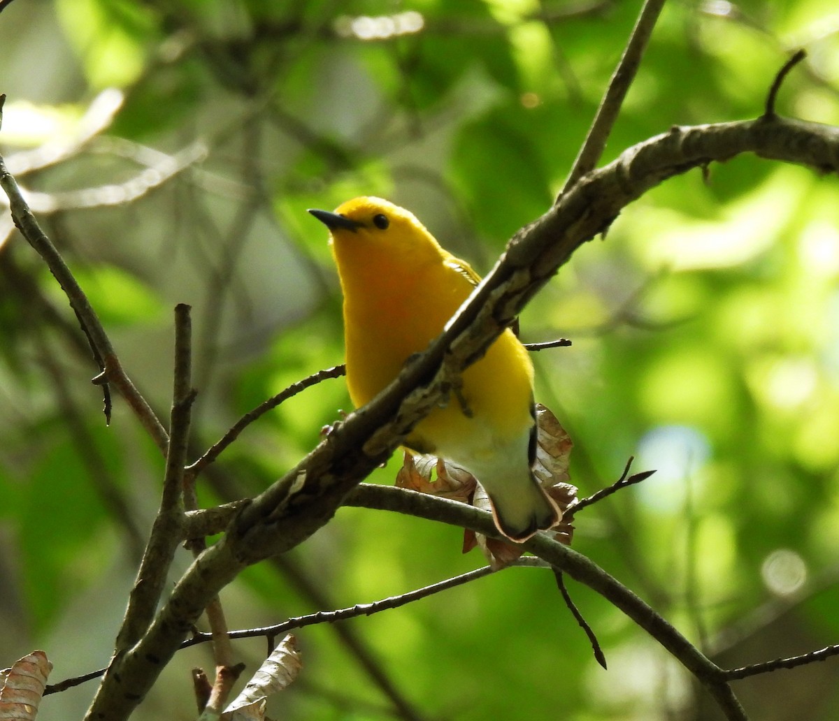 Prothonotary Warbler - ML620519743