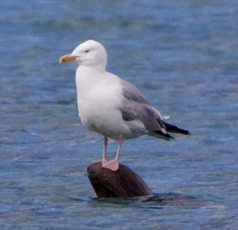 Herring Gull - ML620519747