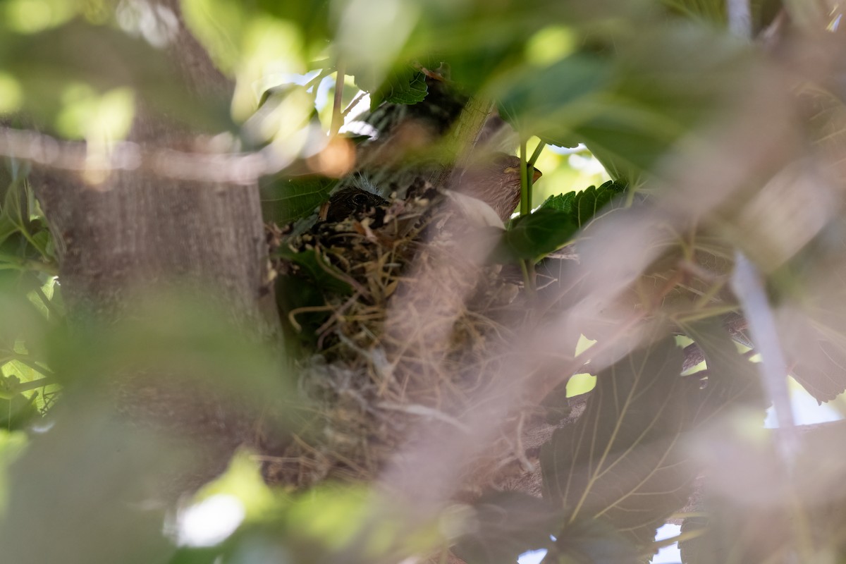 House Finch - ML620519748