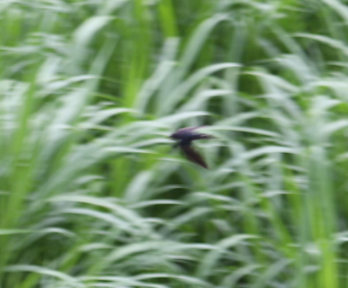 Striated Swallow - ML620519752