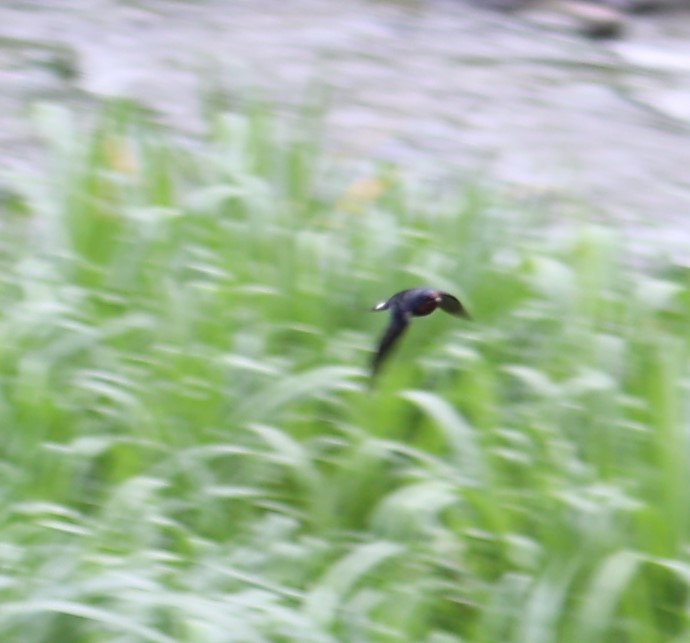 Striated Swallow - ML620519754