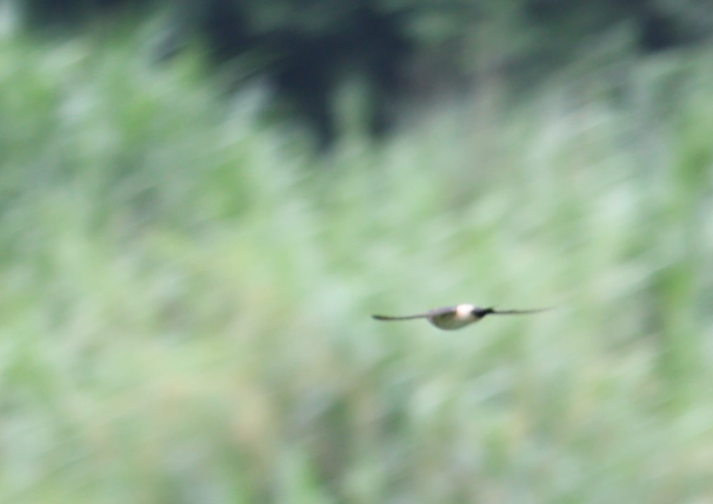 Striated Swallow - ML620519756