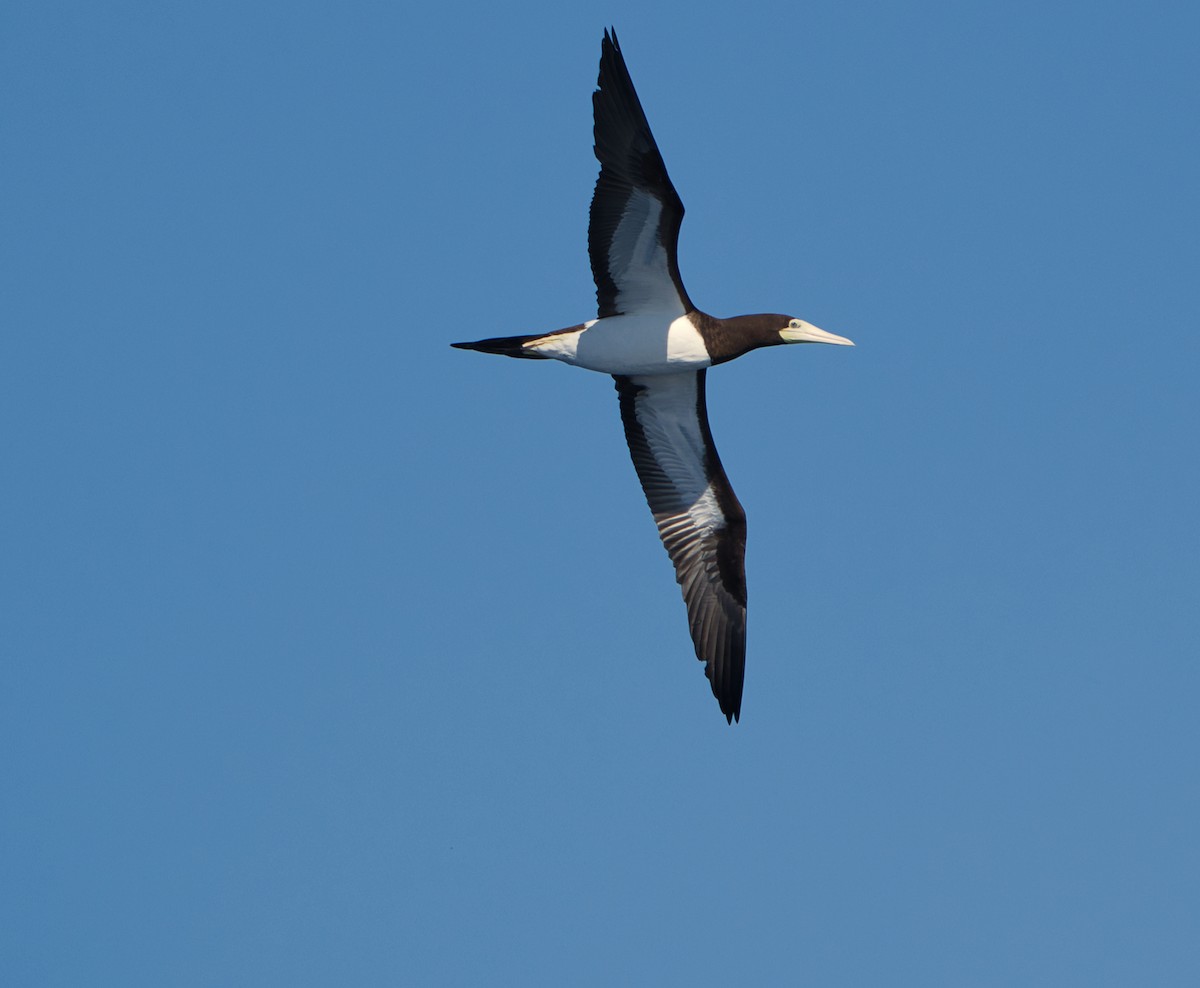 Brown Booby - ML620519763