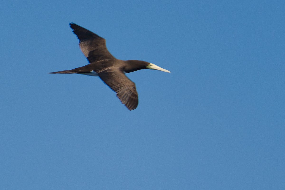 Brown Booby - ML620519764