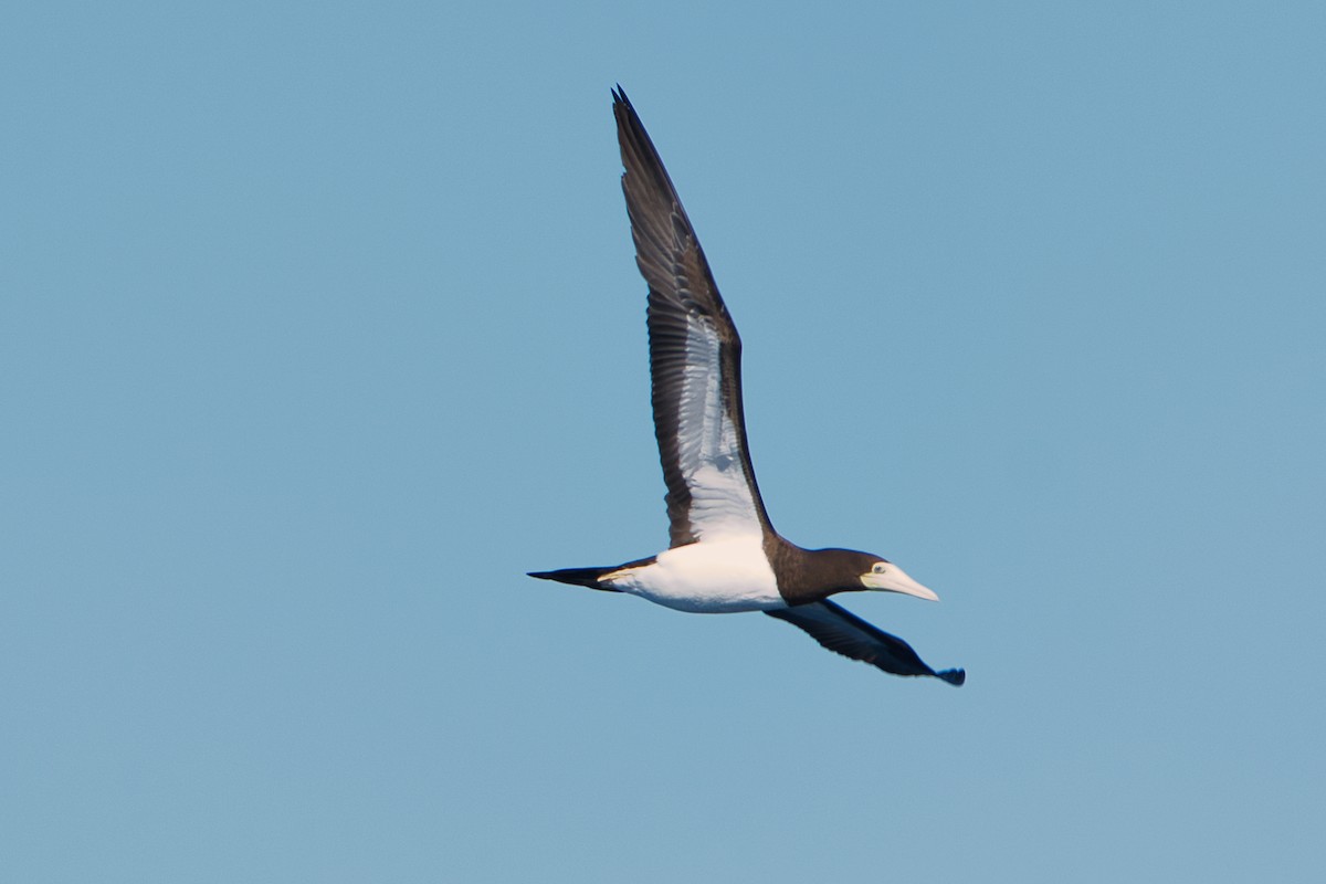 Brown Booby - ML620519766