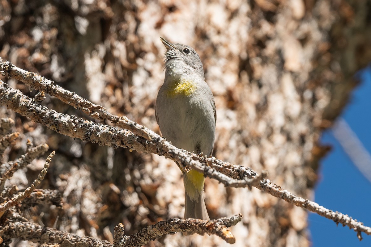 Virginia's Warbler - ML620519773