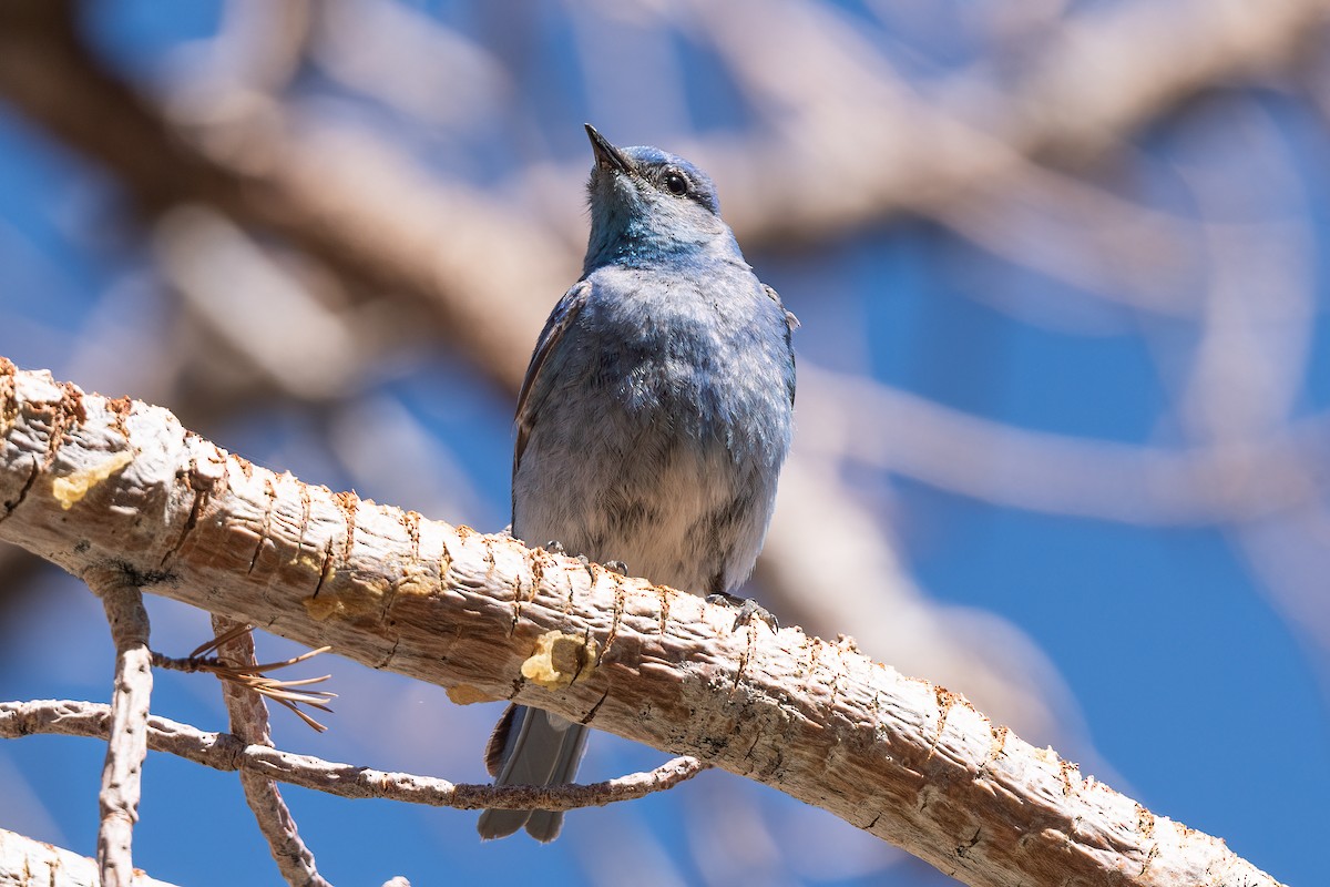 Mountain Bluebird - ML620519774