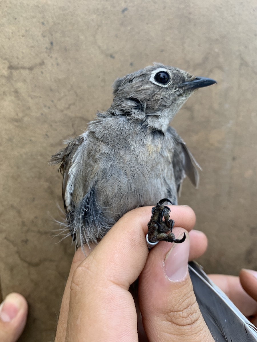 Townsend's Solitaire - ML620519775