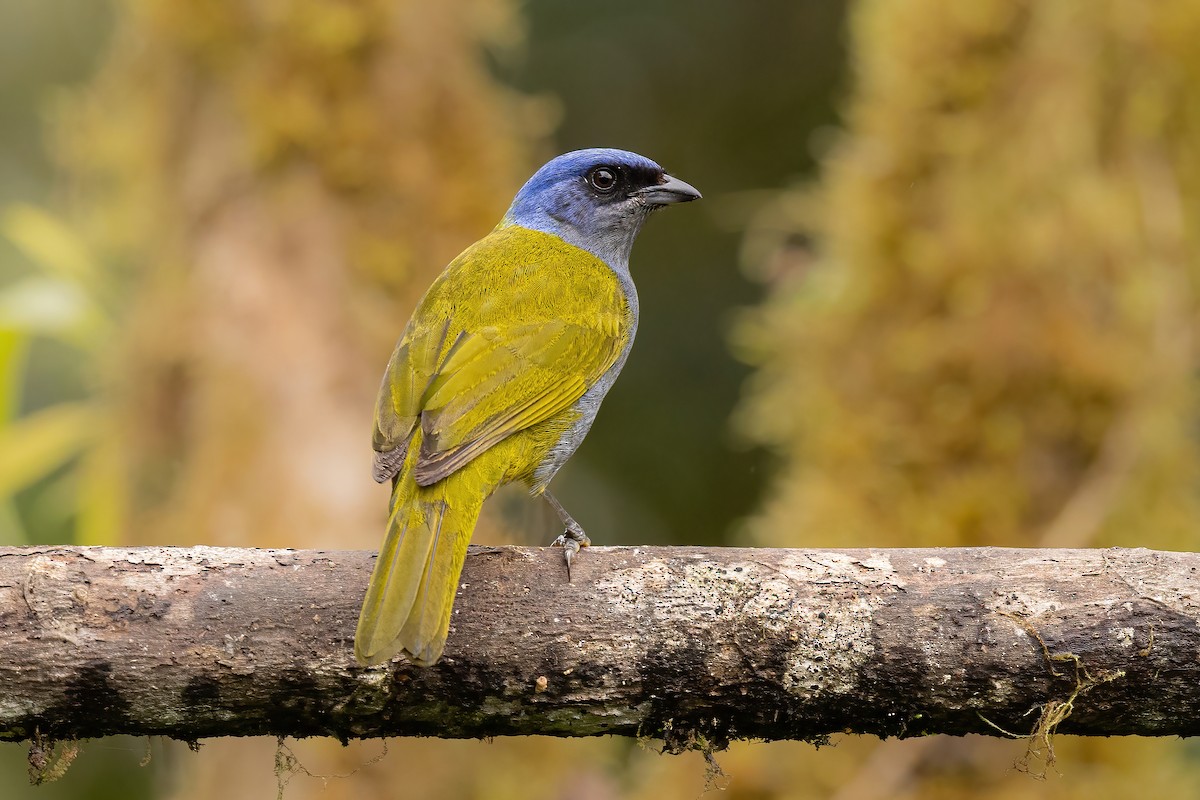 Blue-capped Tanager - ML620519778