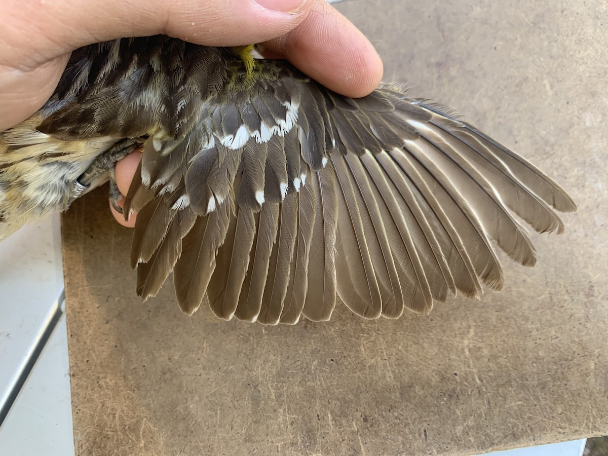 Black-headed Grosbeak - ML620519780