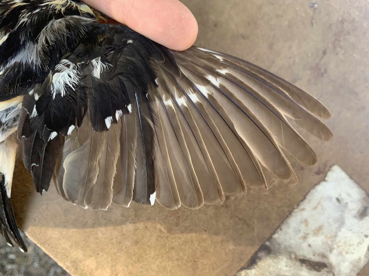 Black-headed Grosbeak - ML620519781