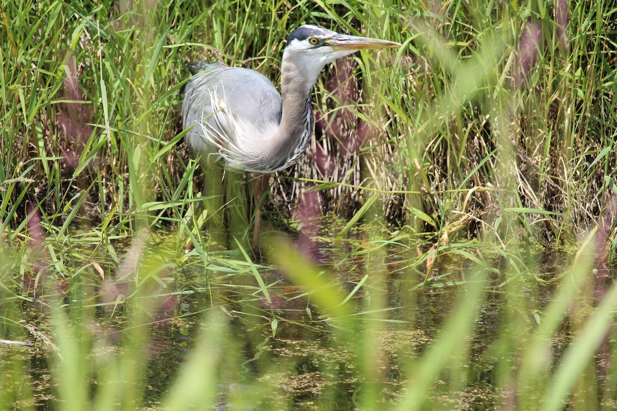 Great Blue Heron - ML620519782